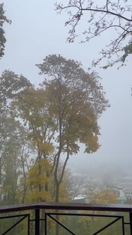autumn tree against a background of heavy fog