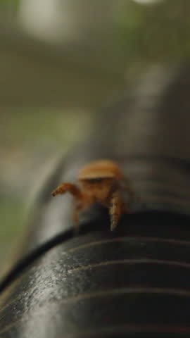 Small Spider Climbing Toward Camera on Thin Web Line Over Curved Surface in Shallow Focus with First-Person Angle and Natural Light for Suspenseful Insect Encounter Concept.