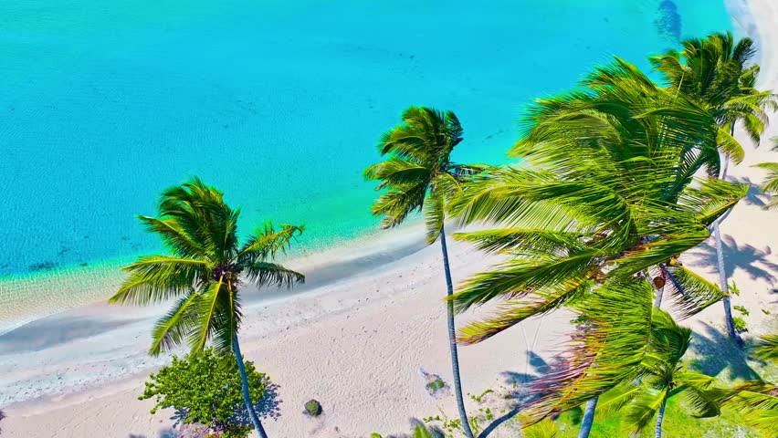 Aerial view of the beach of the Maldives. Green palm trees against the turquoise ocean. Wild relaxation near the turquoise wavy sea. Turquoise water on a beautiful tropical beach.