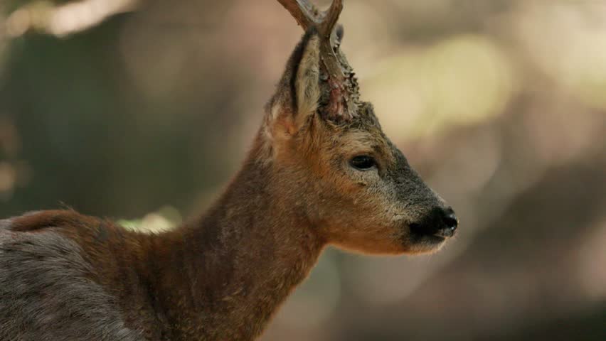Extreme close up profile shot of a red deer standing in a forest looking and chewing, before looking into the camera, slow motion