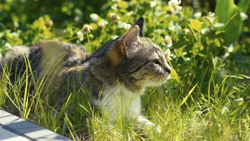 Cat enjoying a sunny afternoon in a lush green garden