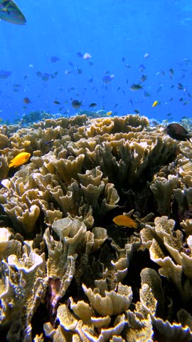 Underwater view of a large coral reef and numerous tropical fish in the water, Great Barrier Reef, Australia.