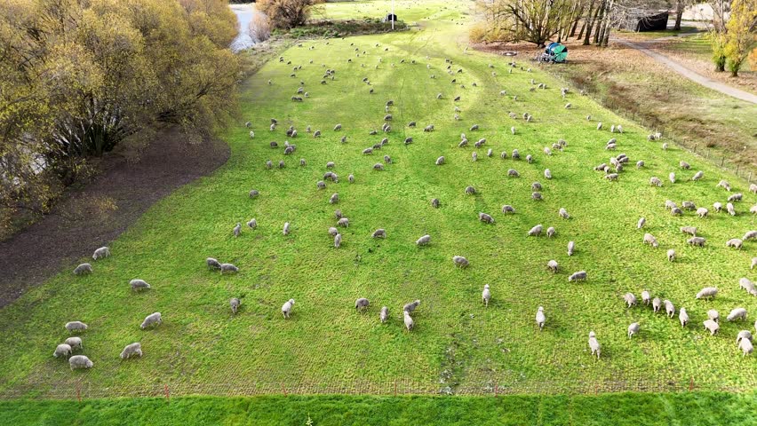 Aerial view of sheep grazing on a vibrant green pasture in Wanaka, New Zealand, under soft natural lighting