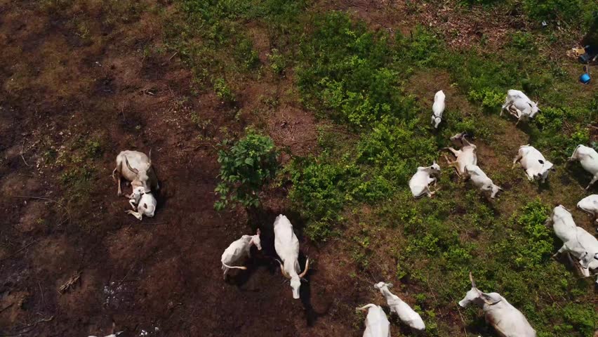 Aerial zoom out of white cows grazing on green and brown farmland in Nigeria.