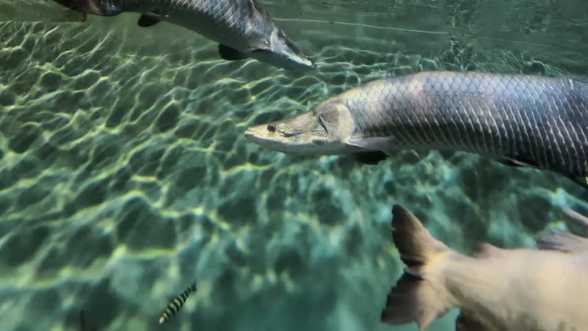 Arapaima fish swimming in clear, greenish water under sea. Underwater scene.