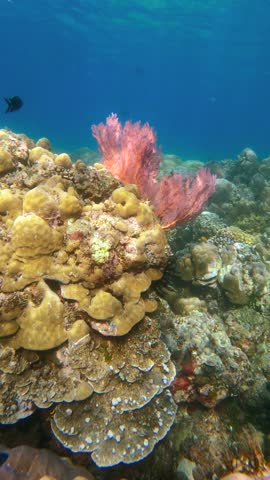 Underwater pink sea fan coral growing on a tropical coral reef with small fish swimming nearby.