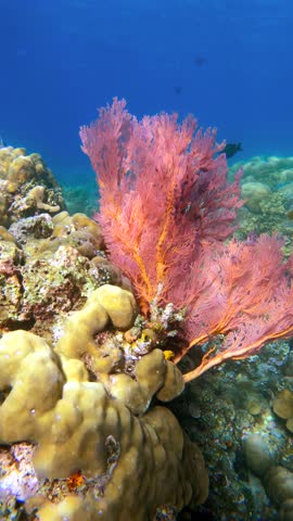 Underwater pink sea fan coral growing on a tropical coral reef with small fish swimming nearby.