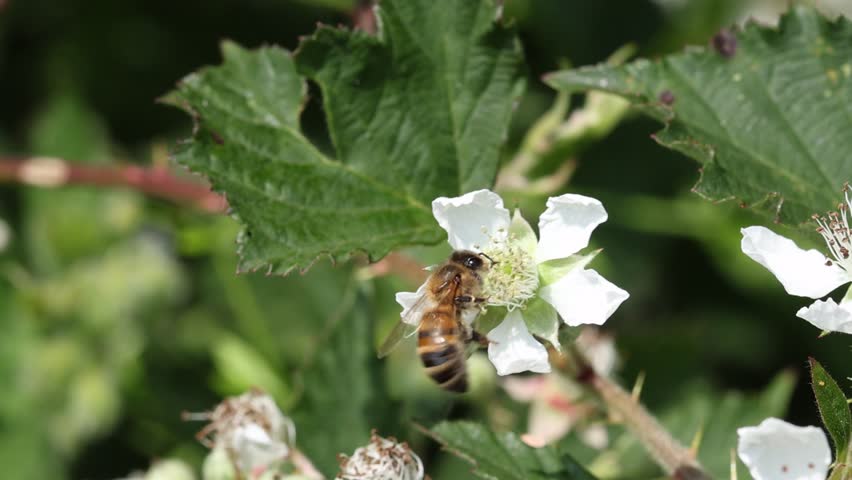 A Honey Bee, Apis mellifera, on a Bramble flower. Summer. UK