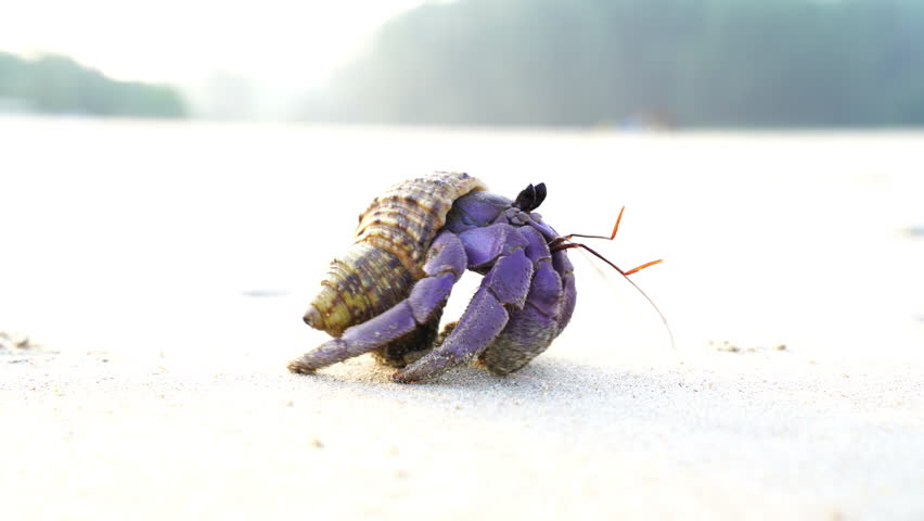 Top view of a purple hermit crab walking on sandy beach with a seashell on its back. A unique marine creature displaying natural adaptation and coastal wildlife behavior.