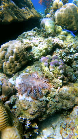 Underwater large Crown-of-Thorns starfish resting on a coral reef. Additional corals are visible in the background.