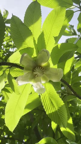 Mustard is a large tree with white flowers that provide good shade and produces fruit.