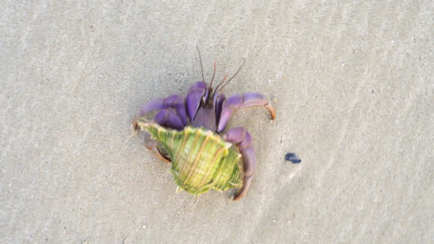 Top view of a purple hermit crab walking on sandy beach with a seashell on its back. A unique marine creature displaying natural adaptation and coastal wildlife behavior.