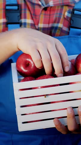 Male hands holding a wooden box with freshly harvested ripe organic apples in sunshine light, on farm in orchard, on a sunny autumn day . Agriculture and gardening concept. Healthy nutrition.
