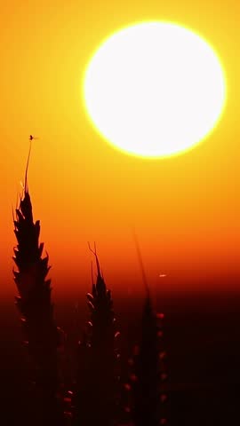 Wheat ears close-up backlit by a vibrant sunset sun, golden hues of a summer field
