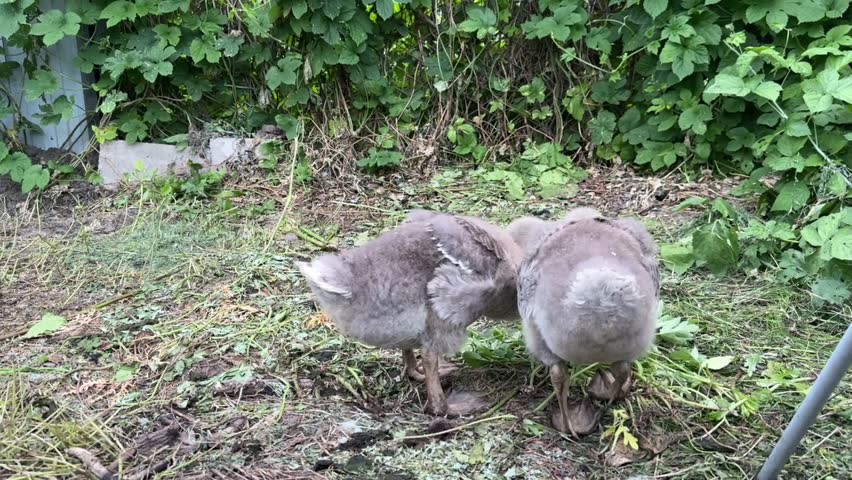  Young Geese Eat Grass in Spring