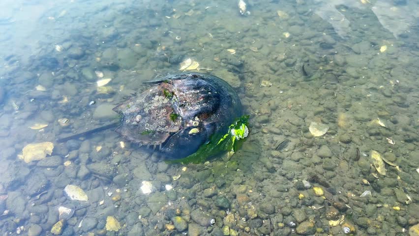 A horseshoe crab sits in shallow water