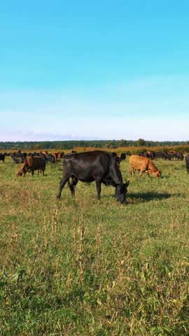 In meadow, on farm, big brown and black pedigree, breeding cows, bulls are grazing. Cattle for meat production in pasture. selection of cows, bulls. in sun rays, summer day.