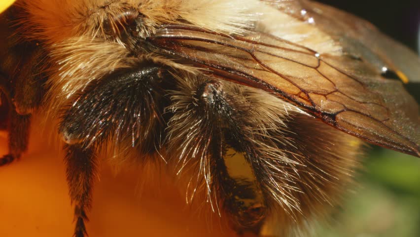 Large hairy Bumblebee in macro close up on Marigold flower stock footage