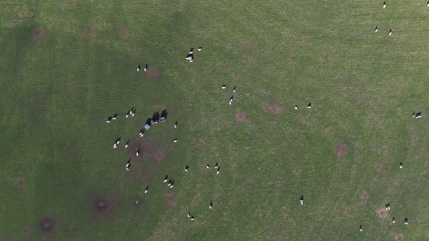High birdseye static of green fields and farmland in England’s Lake District region with farm animal sheep gathering, natural textured backdrop