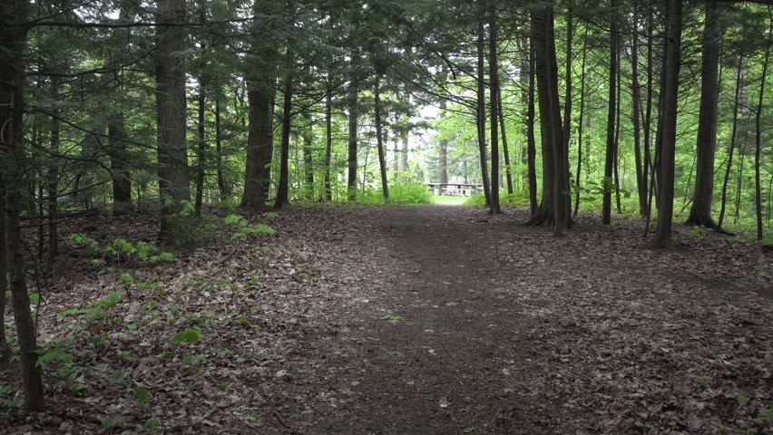 A beautiful path in the forest with plenty of greenery, as well as an abundance of trees. In the distance, you can see a bit of light shining through.