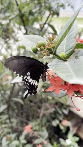 flying butterfly and sucking red flower


