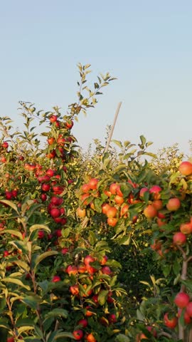 Apple garden. apple harvest. beautiful apple orchard with many ripe, red, juicy apples on tree branches, at sunset, in sun flare. organic fruit. eco garden. Gardening. organic food.