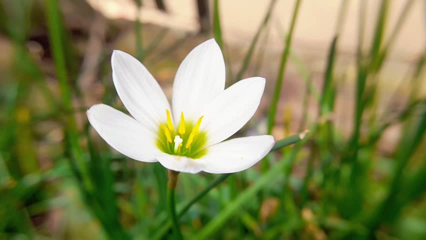 Close up video of white rain lily (Zephyranthes minuta) in the garden