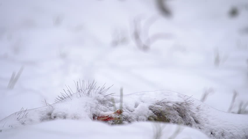 Close-up of a white-tailed eagle, Haliaeetus albicilla, eating a dead wild boar in winter. Winter in the forest.