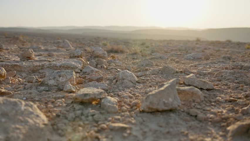 Dry bush or tumbleweed rolling on ground in windy day in hot desert terrain. Detached from root rolls on landscape by the wind. Sun shining on vegetation small plants. Desolation or emptiness symbol