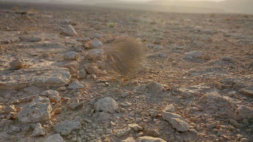 Wind blowing dry desert plant detached from its root rolling tumbleweed. Desert barren emptiness and desolation. Ghost town in sunset or sunrise in hot weather summer conditions. Typical plant rolling