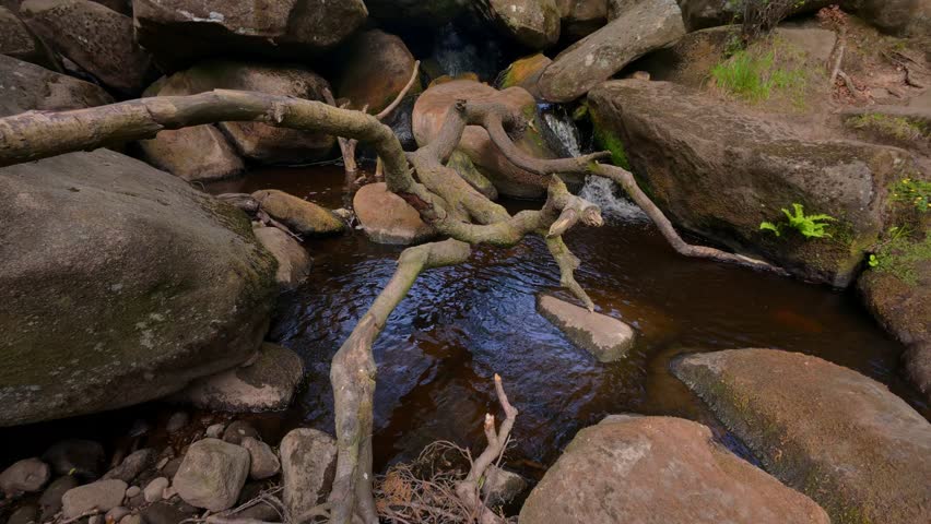 A scenic view of Padley Gorge showing Burbage Brook flowing through lush woodland, its brown water stained by peat from the surrounding soil