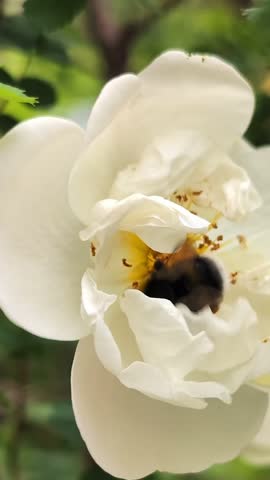 Bumblebee in a beautiful cream rosehip flower close-up, bumblebee collecting pollen and nectar in a flower
