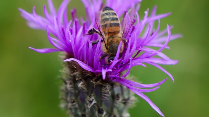 A close up footage of Western wiled honeybee sitting and sucking honey from a beautiful purple flour