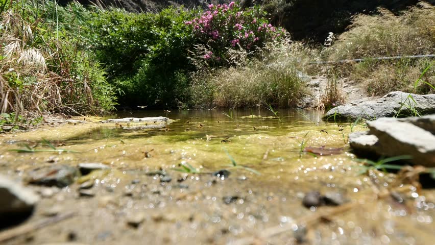 The dragonflies and other insects gathering on a swamp in forest, with greenery and rocks around in a sunny weather