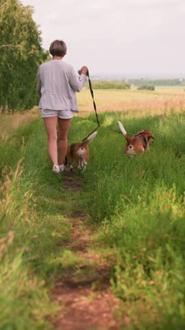 Middle-aged woman in casual grey and white walking two beagles on leash through grassy path, surrounded by lush green fields and trees, holding leash with left hand