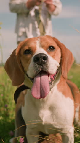 Close-up of beagle dog sitting in grassy field with leash around neck, tongue out, looking thoughtful, while owner holds leash in background slightly blurred, surrounded by wildflowers