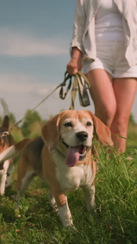 Woman walking with her two happy dogs on leash in grassy field during sunny day, both dogs have tongues out, excitedly exploring the environment, with tall grass and distant trees in background