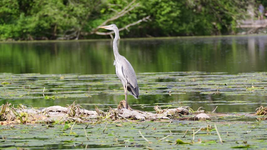 A great blue heron (Ardea herodias) perching on a log floating over a tranquil body of water on a sunny day, with blurred background