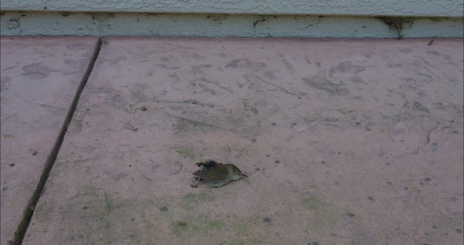 A tragic scene, the camera approaches a small dead bird on ground outdoors
