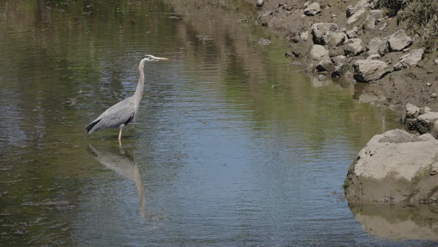 A grey heron stands gracefully in a shallow lake, surrounded by rocks and natural vegetation under soft daylight