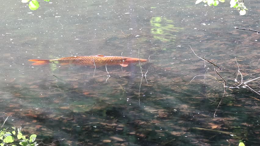 An Asian arowana fish (Scleropages formosus) slowly swimming just beneath the surface of a shallow lake on a sunny day