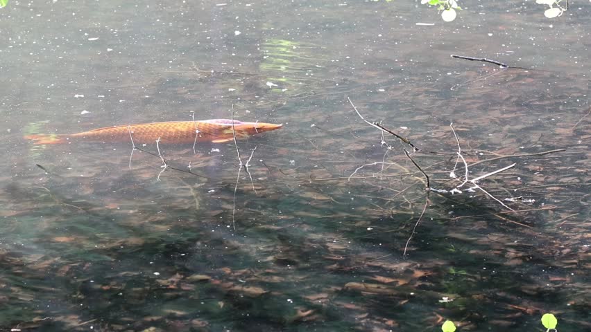 An Asian arowana fish (Scleropages formosus) slowly swimming just beneath the surface of a shallow lake during daytime