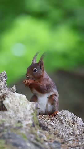 A closeup of The red squirrel (Sciurus vulgaris) sitting on a rock and eating