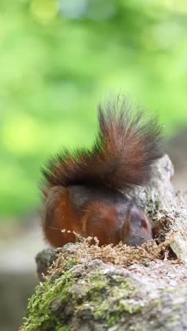 A Closeup of The red squirrel (Sciurus vulgaris) sitting on a rock and eating