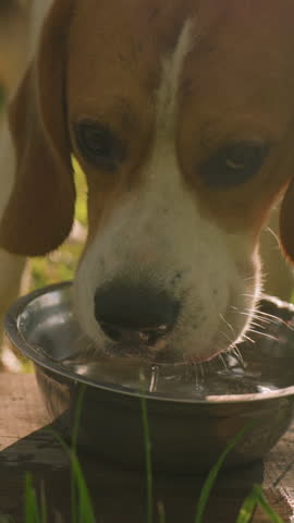 Close up of dog drinking water from metal bowl placed on wood in grassy field under bright sunlight, water droplets falling on wood create refreshing atmosphere, with greenery background