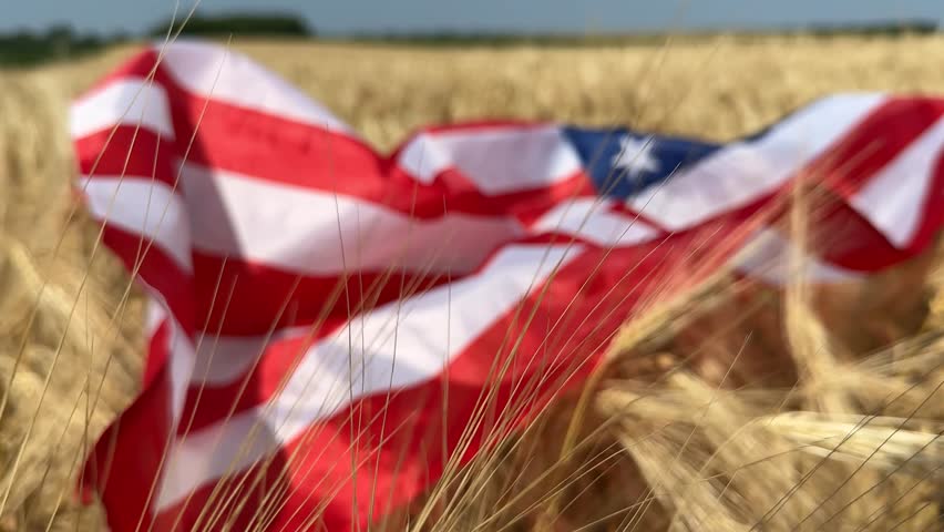 An American flag waves in a golden wheat field, symbolizing patriotism, harvest, and Independence Day evokes rural Americana and agrarian pride
