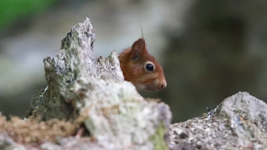 A Closeup of The red squirrel (Sciurus vulgaris) sitting on a rock and eating