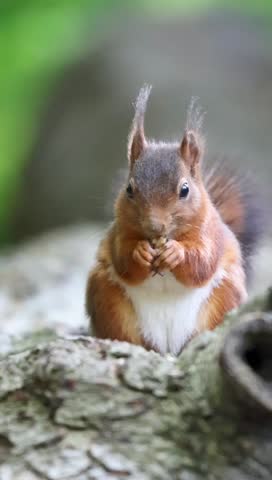 A Closeup of the red squirrel (Sciurus vulgaris) sitting on a rock and eating