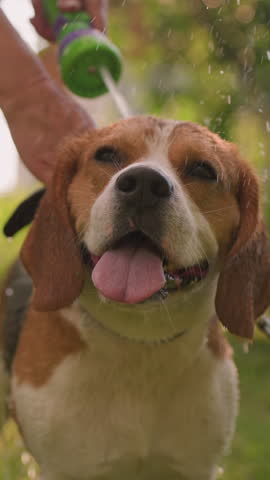 Dog being bathed by owner outdoors, enjoying refreshing water on a sunny day, owner gently sprays water on dog, who looks relaxed, surrounded by greenery, with building visible in blurred background