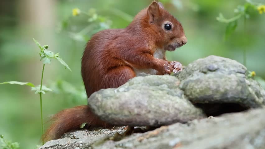 A close-up of a nature cuteness on display, a red squirrel with a bushy tail perches on a stone wall, fully alert